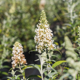 PERFECT PLANTS White Profusion Butterfly Bush planted in a garden with vibrant blooms.