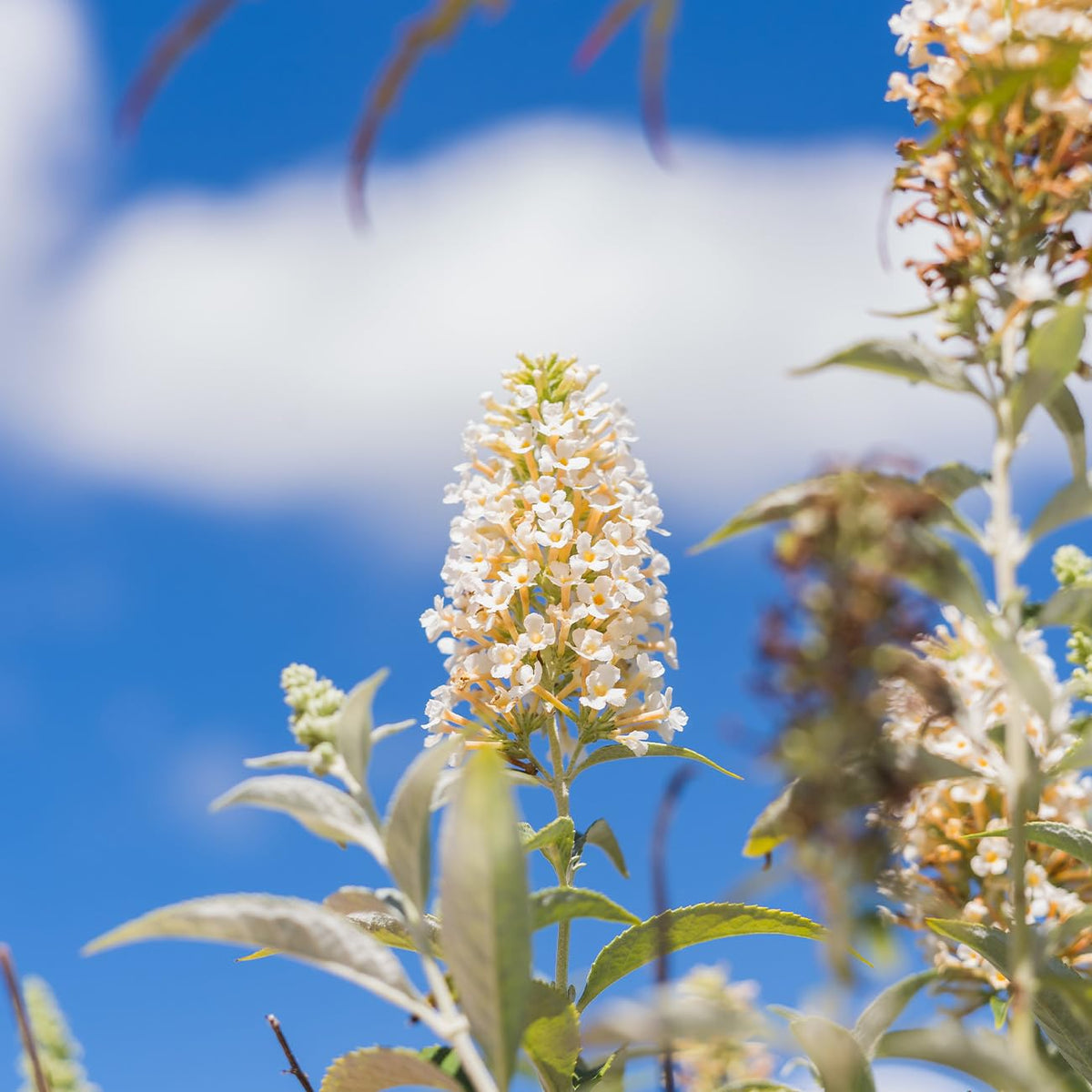 PERFECT PLANTS White Profusion Butterfly Bush leaves catch sunlight in lush foliage display.