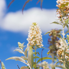 PERFECT PLANTS White Profusion Butterfly Bush leaves catch sunlight in lush foliage display.