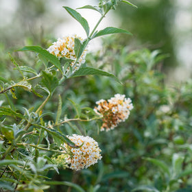 PERFECT PLANTS White Profusion Butterfly Bush attracting butterflies and hummingbirds in a pollinator-friendly setting.
