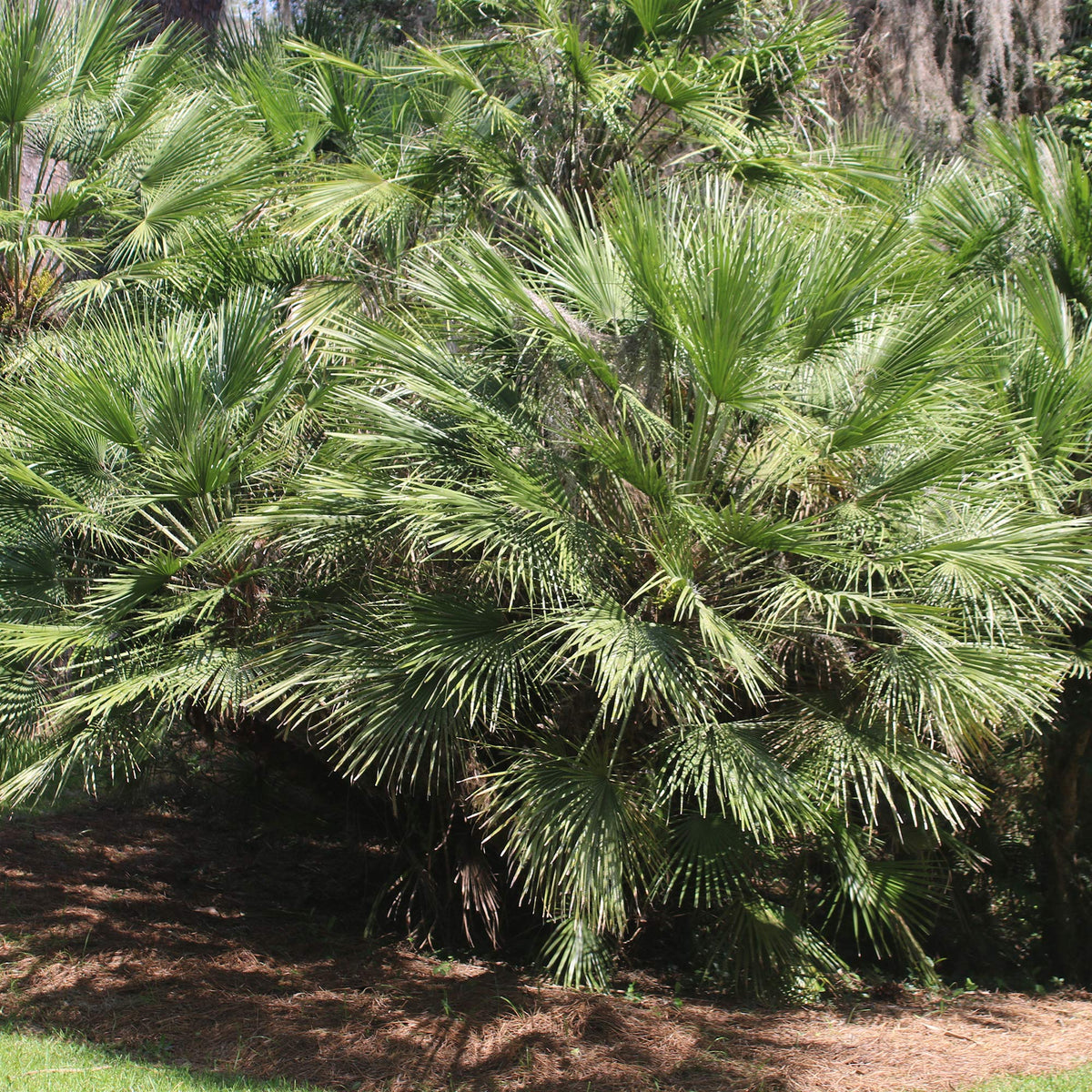 Perfect Plants Windmill Palm beachside planting visual highlighting coastal styling benefits