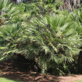 Perfect Plants Windmill Palm beachside planting visual highlighting coastal styling benefits