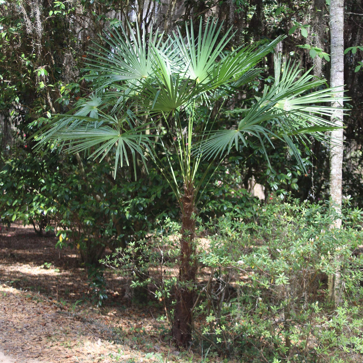 Perfect Plants Windmill Palm drought-tolerant scene suitable for low-water landscapes