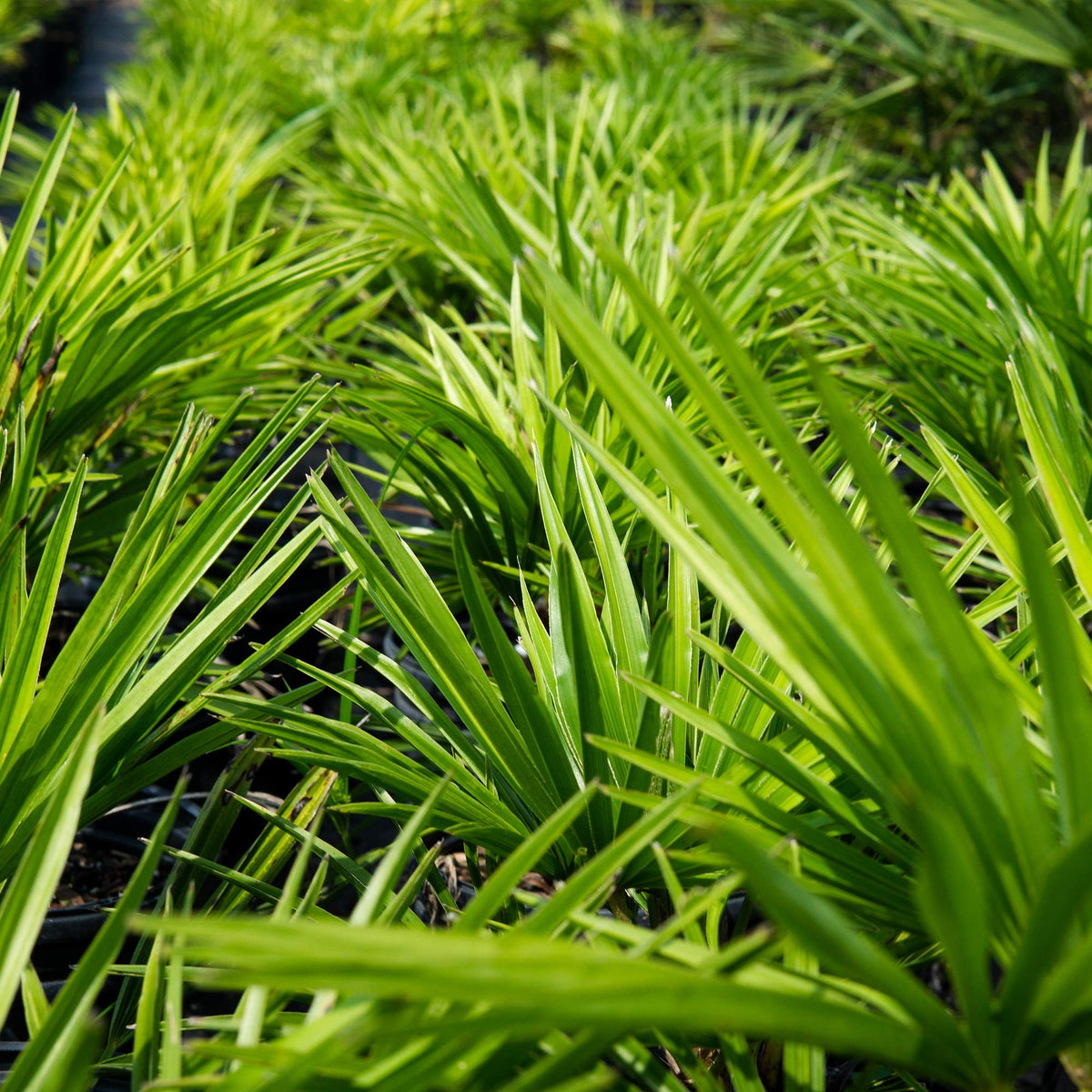 Windmill Palm fronds close-up in sun demonstrating drought-tolerant appeal