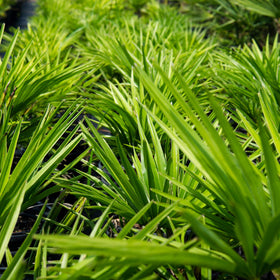 Windmill Palm fronds close-up in sun demonstrating drought-tolerant appeal