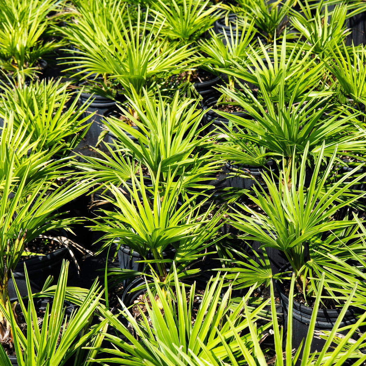 Windmill Palm mature height in yard silhouette for a dramatic landscape