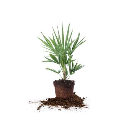 Perfect Plants Windmill Palm 1gal setup showing tropical yard vibe
