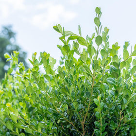 Perfect Plants Winter Gem Boxwood border-planting for clean, defined edges.