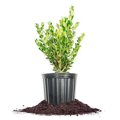 Perfect Plants Winter Gem Boxwood close-up foliage for year-round structure in landscapes.