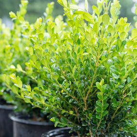Perfect Plants Winter Gem Boxwood garden display offers evergreen interest.