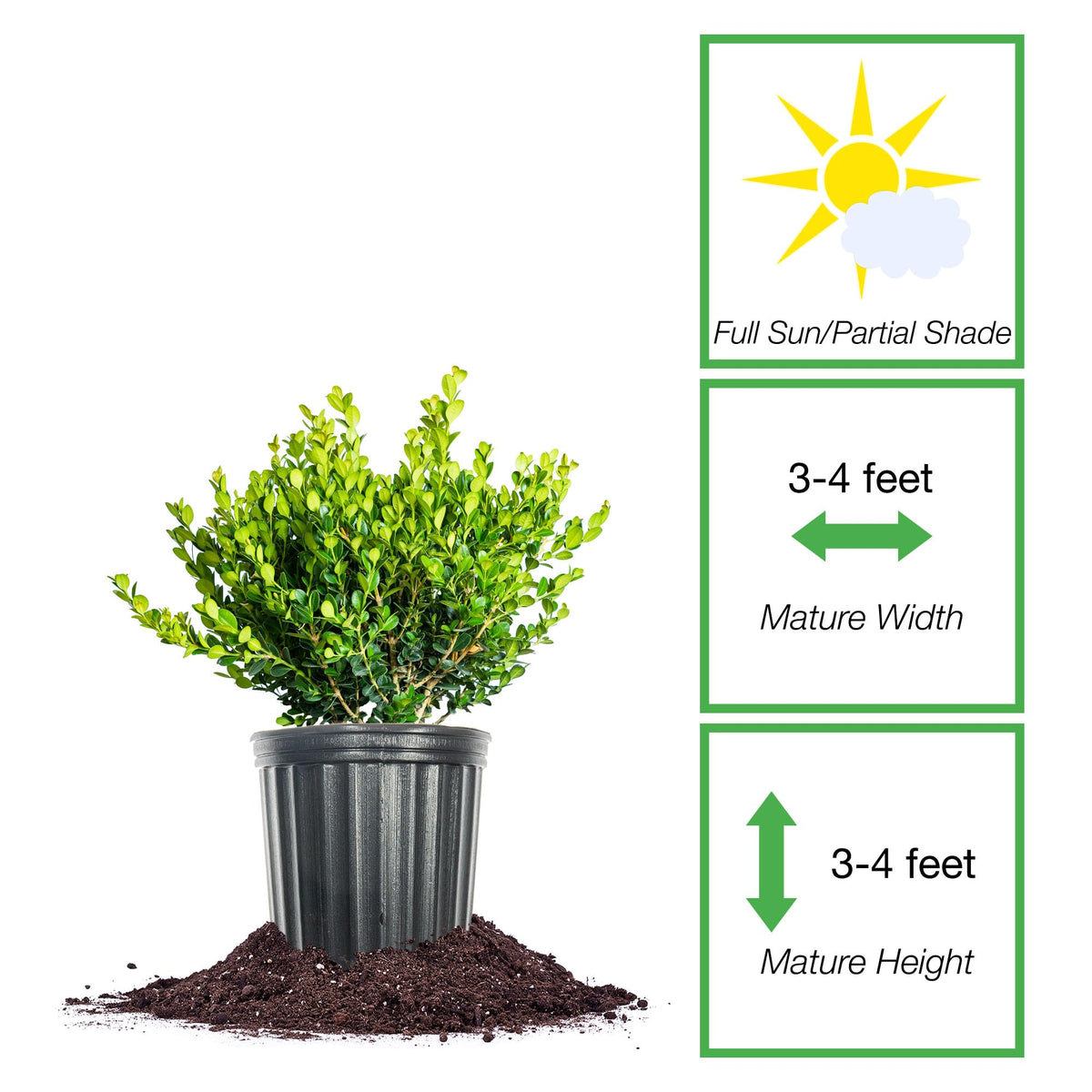 Perfect Plants Winter Gem Boxwood hedge-ready silhouette for defined borders.