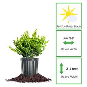 Perfect Plants Winter Gem Boxwood hedge-ready silhouette for defined borders.