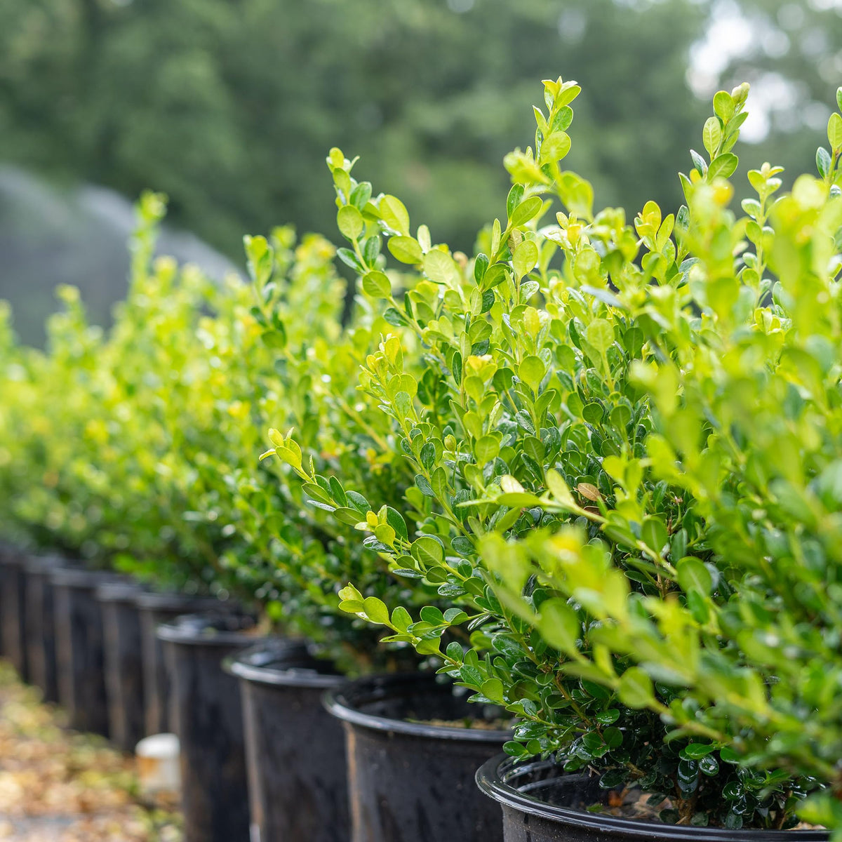 Perfect Plants Winter Gem Boxwood topiary potential with compact growth.