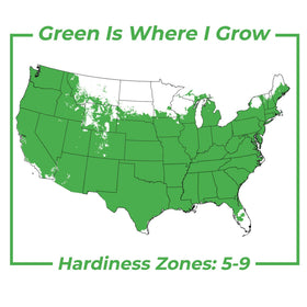 Perfect Plants Winter Gem Boxwood foliage stays green in zones 5-9.