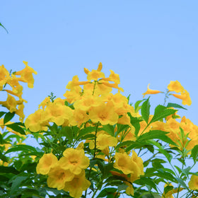 PERFECT PLANTS Yellow Carolina Jessamine climbs beautifully on a trellis.