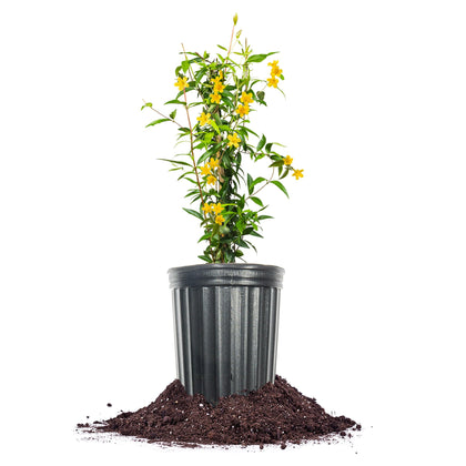 PERFECT PLANTS Yellow Carolina Jessamine flowers bloom with spring fragrance.