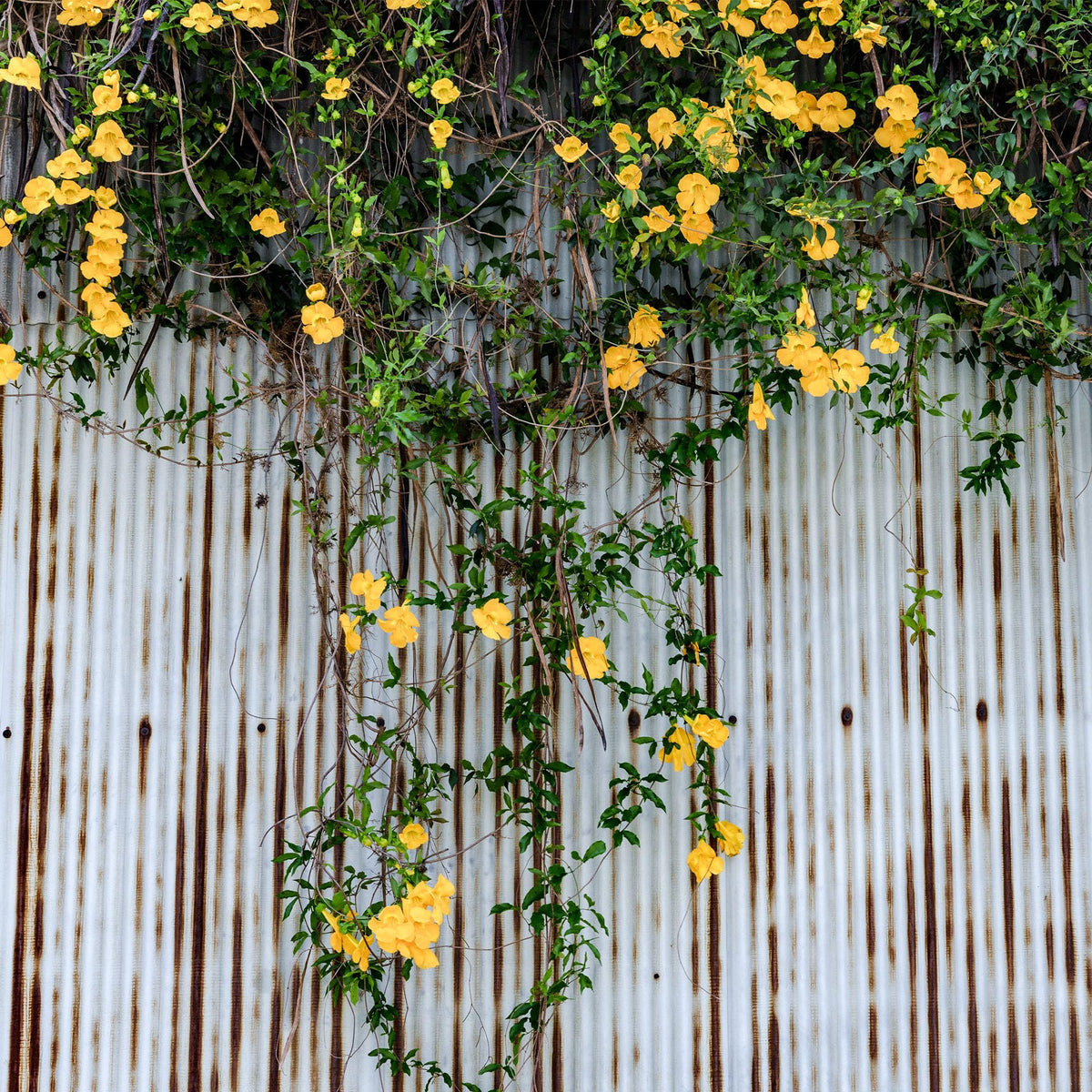 PERFECT PLANTS Yellow Carolina Jessamine fragrance enhances outdoor spaces in warm weather.