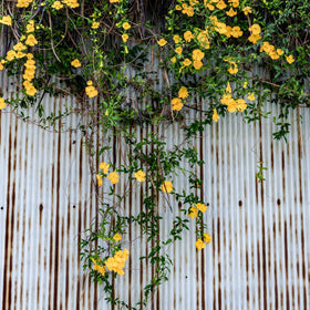 PERFECT PLANTS Yellow Carolina Jessamine fragrance enhances outdoor spaces in warm weather.