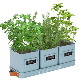 Perfnique indoor herb garden planter with tray for easy windowsill herbs.