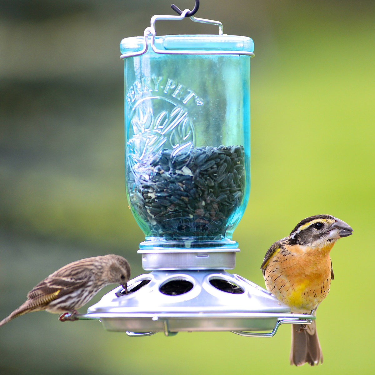 Perky-Pet Blue Antique Mason Jar Bottle adds charm while attracting garden birds.
