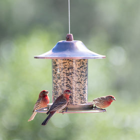 Perky-Pet Copper Panorama design highlights the 360-degree perch for birds.