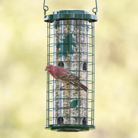 Perky-Pet wire barrier around seed reservoir deters persistent chewers while birds feed.