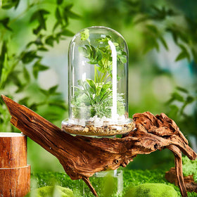 Perthlin terrarium base with 5.91-inch diameter provides stable display