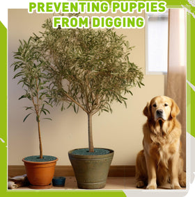 Peryiter weed barrier ring guards a potted plant and reduces maintenance work.