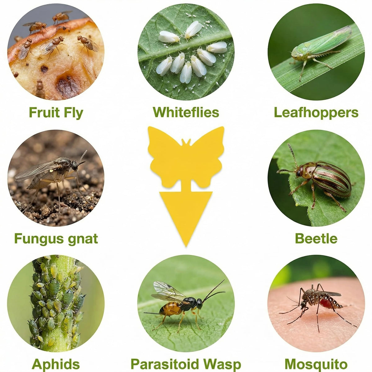 PestMentor easy peel-and-stick setup for quick garden pest relief.