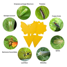 PestMentor traps placed indoors or outdoors for versatile pest control.