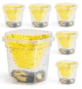 Pestoptek fruit fly trap beside fruit bowl attracts flies for easy capture.