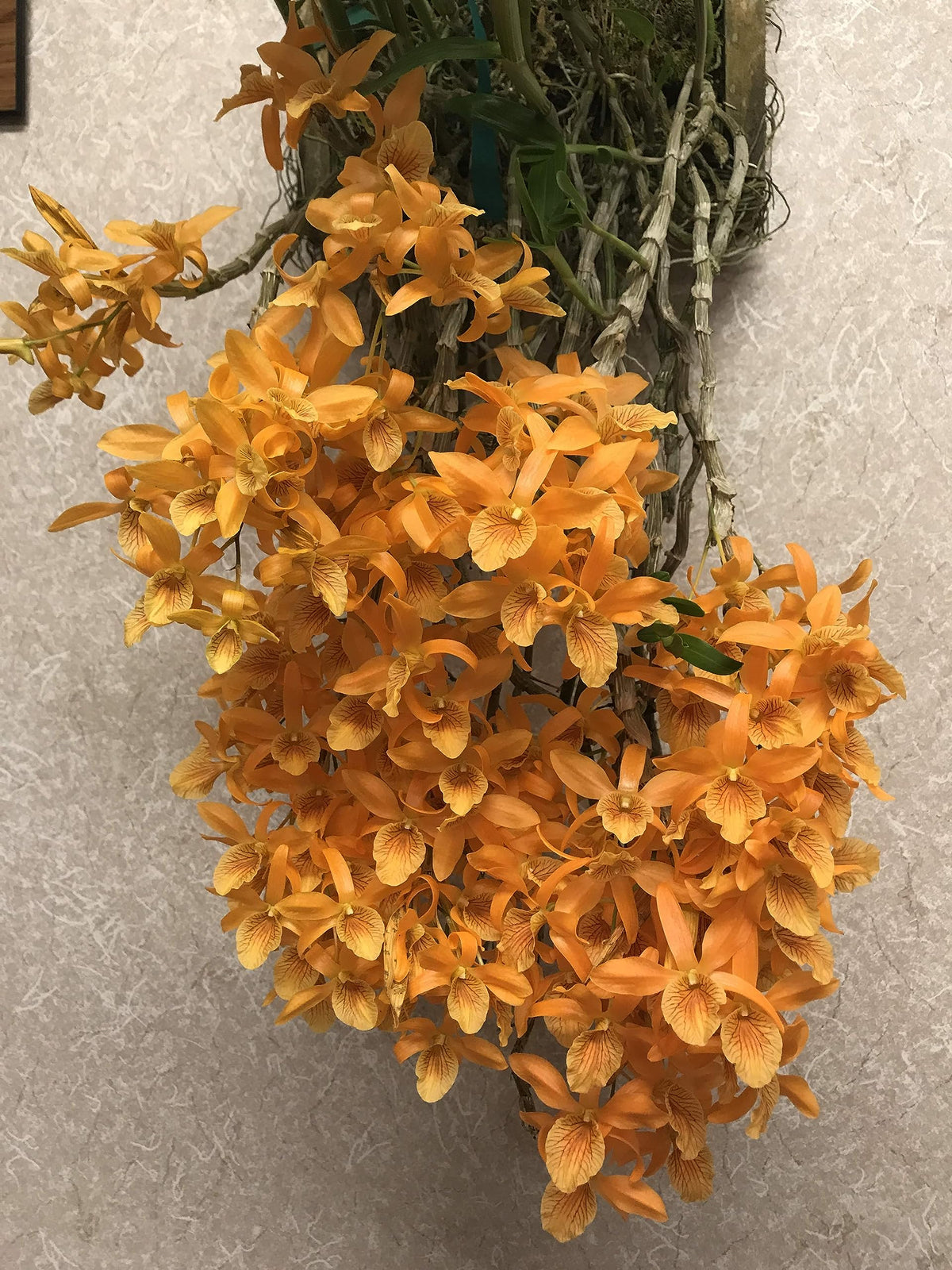 Convenient 2-pound bag of Peter's Professional Blossom Booster