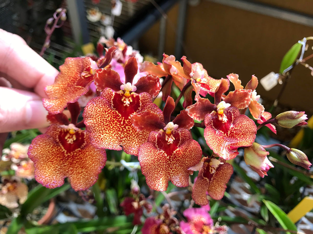 Peter's Professional Blossom Booster supporting larger blooms and bud development