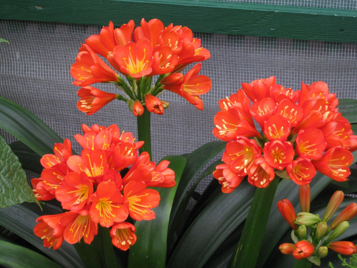 Peter's Professional Blossom Booster soil drench application for root feeding