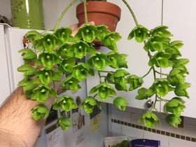 General-use dilution guidance for Peter's Professional Blossom Booster