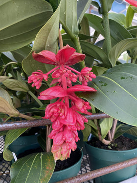 Peter's Professional Blossom Booster used indoors and outdoors for versatile feeding