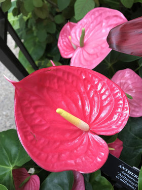 Peter's Professional Blossom Booster for orchids and other ornamentals