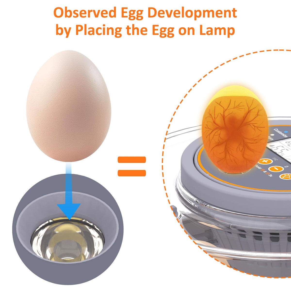 PETSFOND incubator lamp view for observing egg development during incubation.