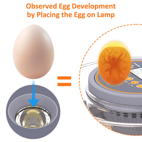 PETSFOND incubator lamp view for observing egg development during incubation.