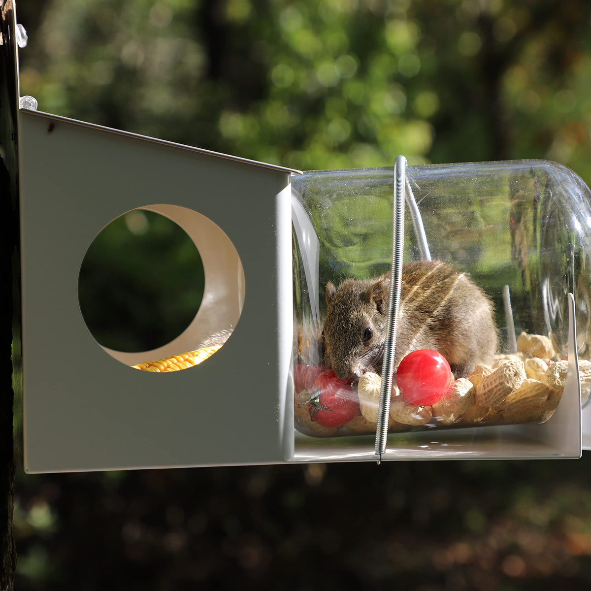 PFNRTH squirrel feeder on fence line highlights convenient yard placement