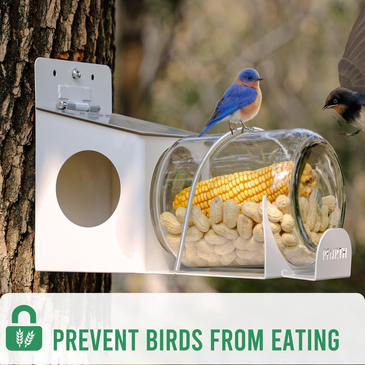 PFNRTH squirrel feeder garden setup with peanuts demonstrates simple placement options