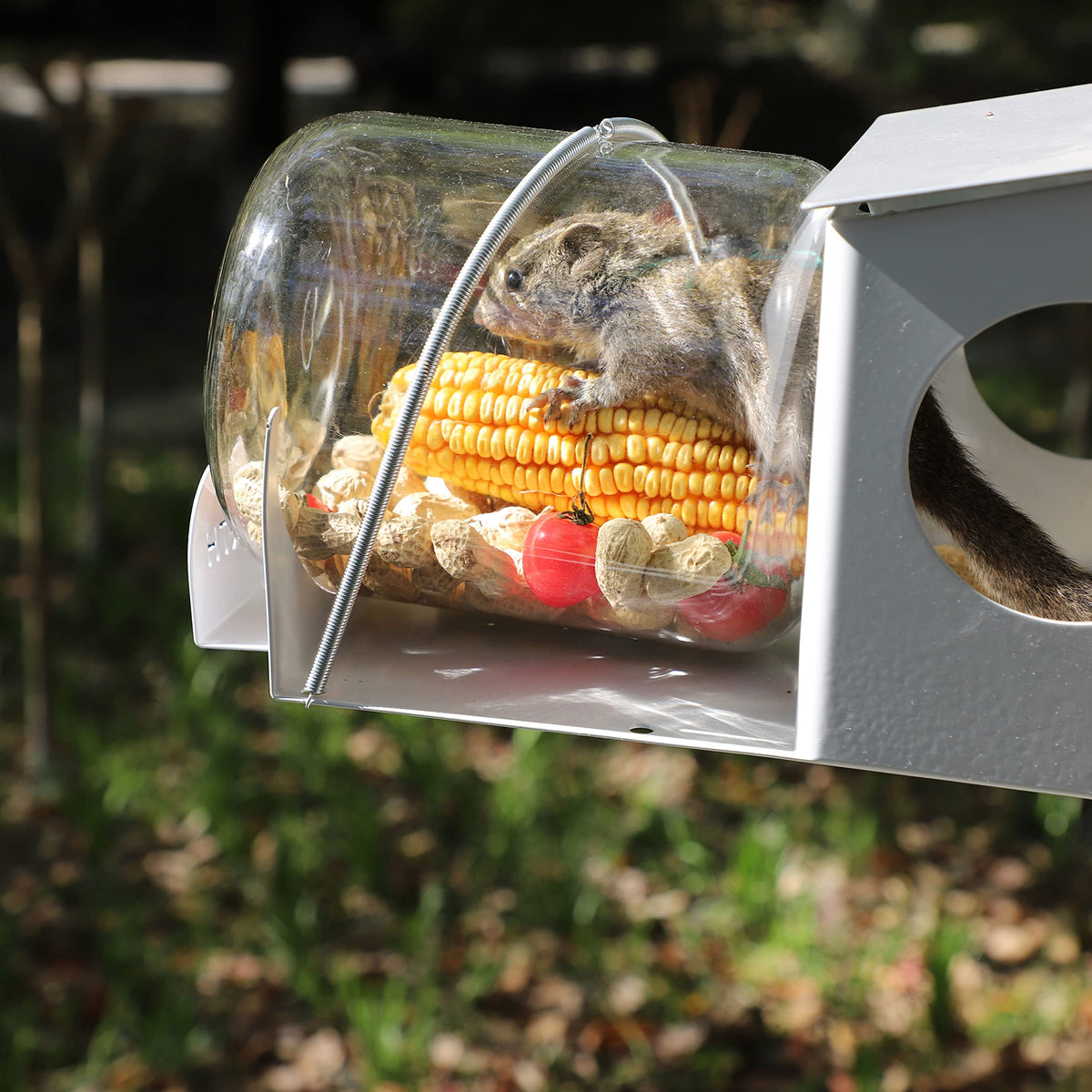 PFNRTH squirrel feeder glass jar visibility invites quiet observation