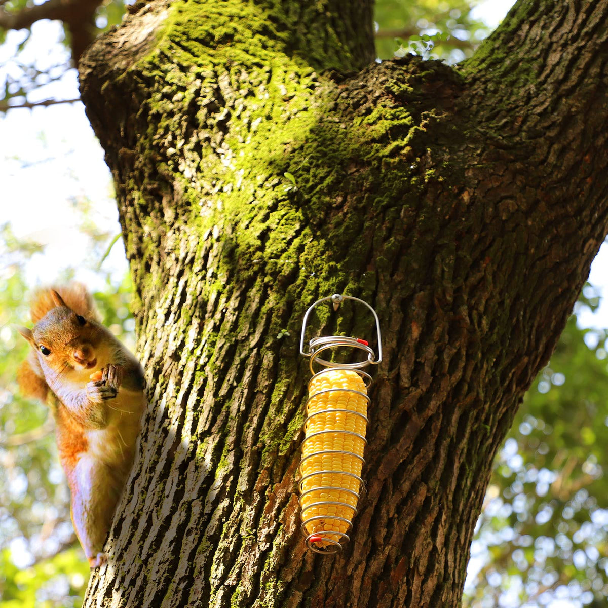 PFNRTH Squirrel Feeder inviting squirrels to snack during morning coffee