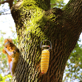 PFNRTH Squirrel Feeder inviting squirrels to snack during morning coffee