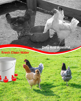 PHOEGRAY durable UV-resistant cups endure outdoor coop conditions.