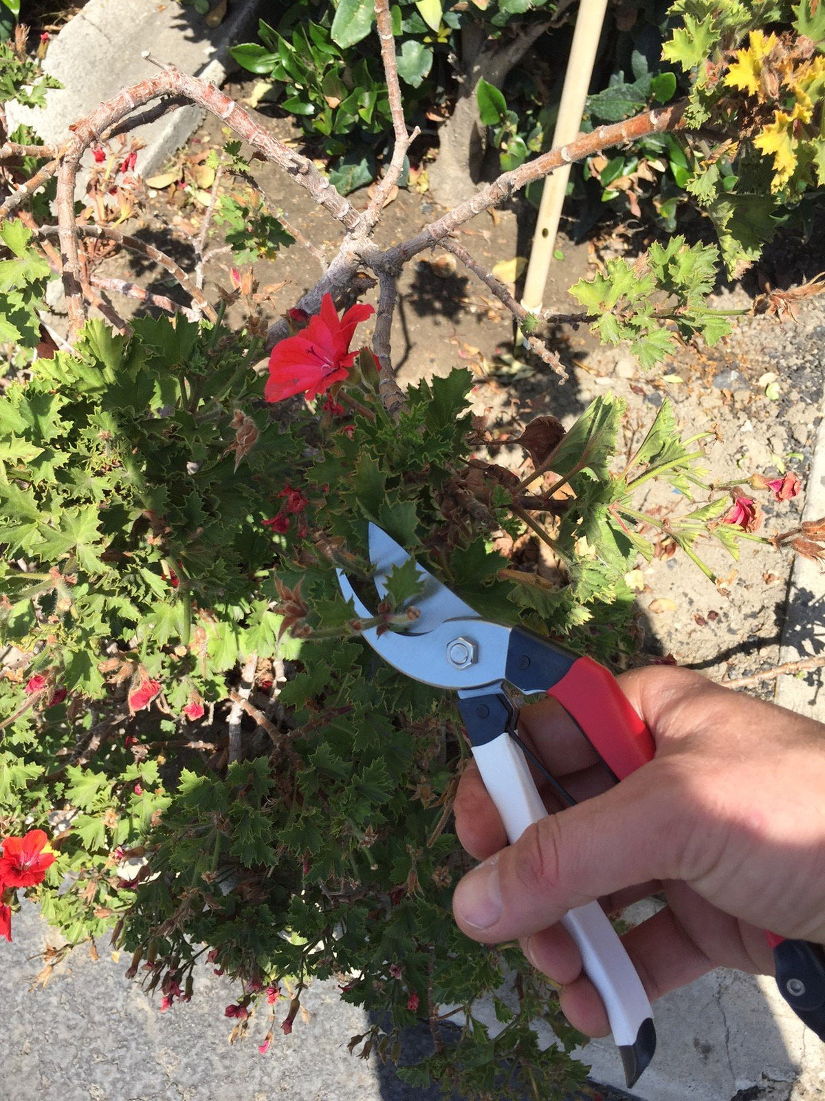 Phoenix Tools lightweight design reduces hand fatigue during long pruning sessions