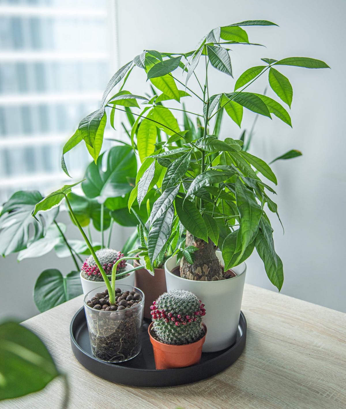 Phoenix Vine 14 inch saucer bottom watering design with elevated planter and tray.