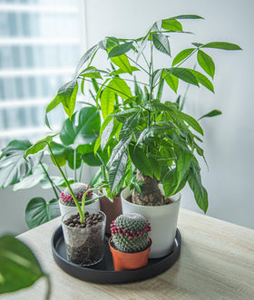 Phoenix Vine 14 inch saucer bottom watering design with elevated planter and tray.