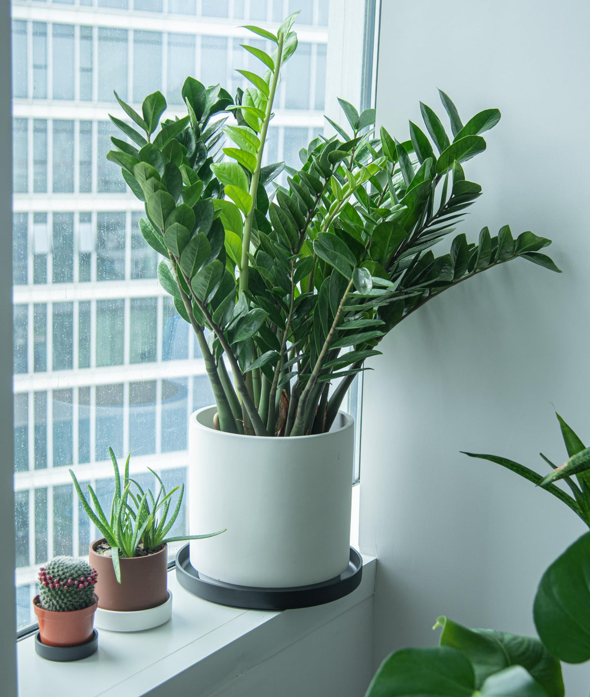 Phoenix Vine 14 inch saucer suitable for indoor and outdoor use in any setup.