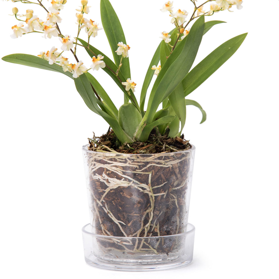 Phoenix Vine 3.5-inch clear acrylic planter pot with tray shows a clean, visible root view for plants.